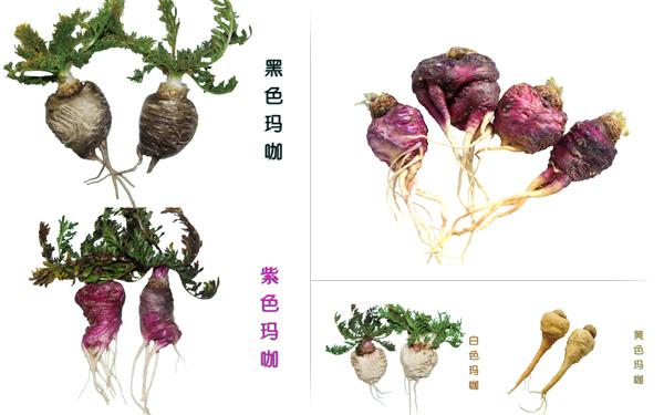 图中分别为:白玛咖,黄玛咖,紫玛咖,黑玛咖