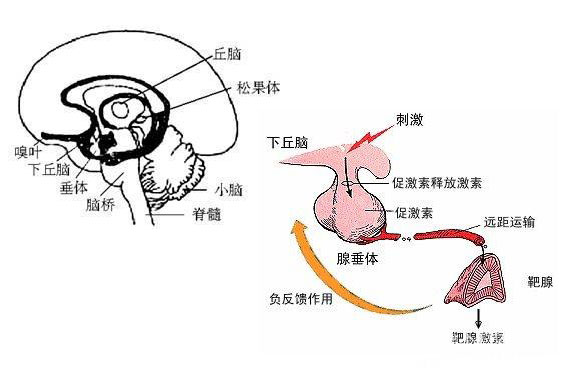 下丘脑—脑垂体系统 作用图