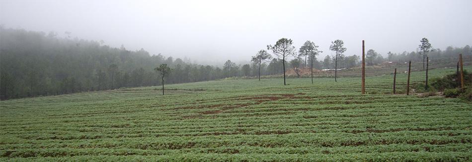 玛咖种植基地 玛咖种植产地