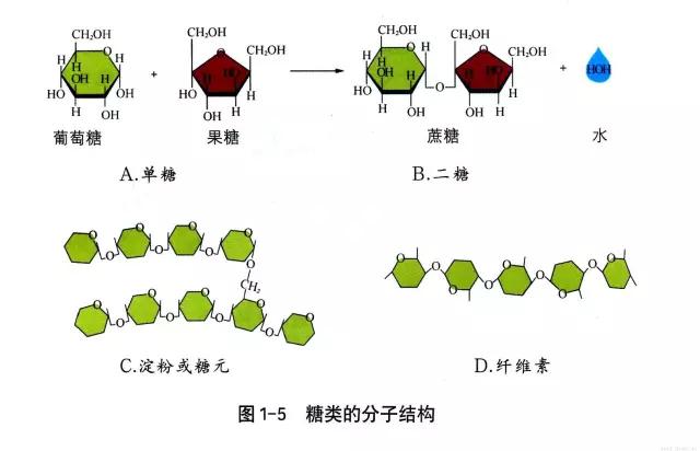 糖类的分子结构